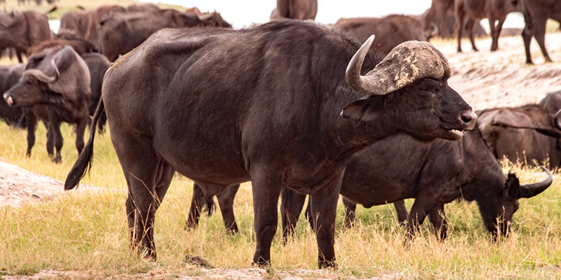Buffalos close to Kasane