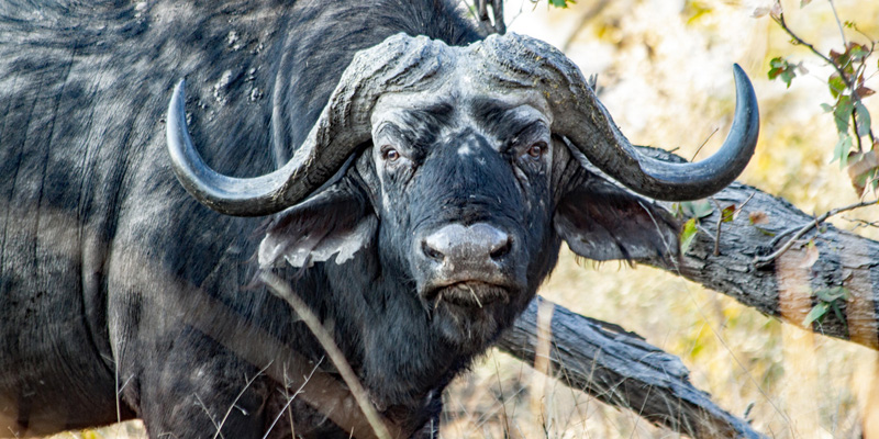 Buffalo in the Moremi Game Reserve