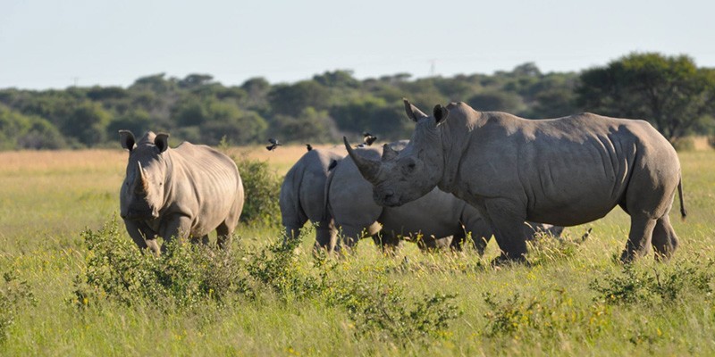 Khama-Rhino-Sanctuary-Intro