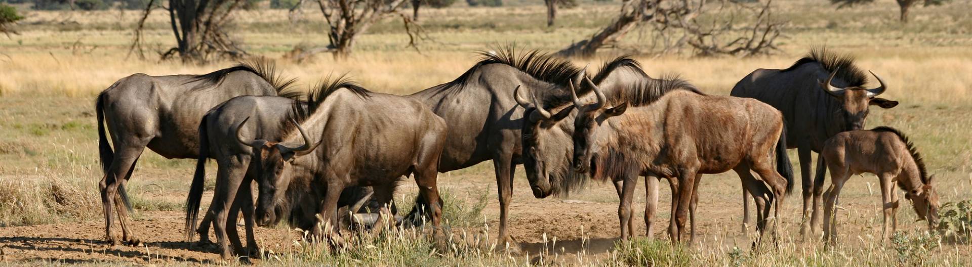 Kgalagadi Transfrontier Park - Game park in the south-western Kalahari of  Botswana